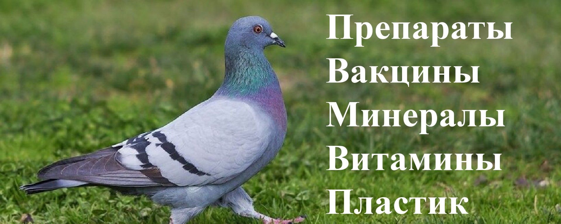 Головна сторінка зверху
