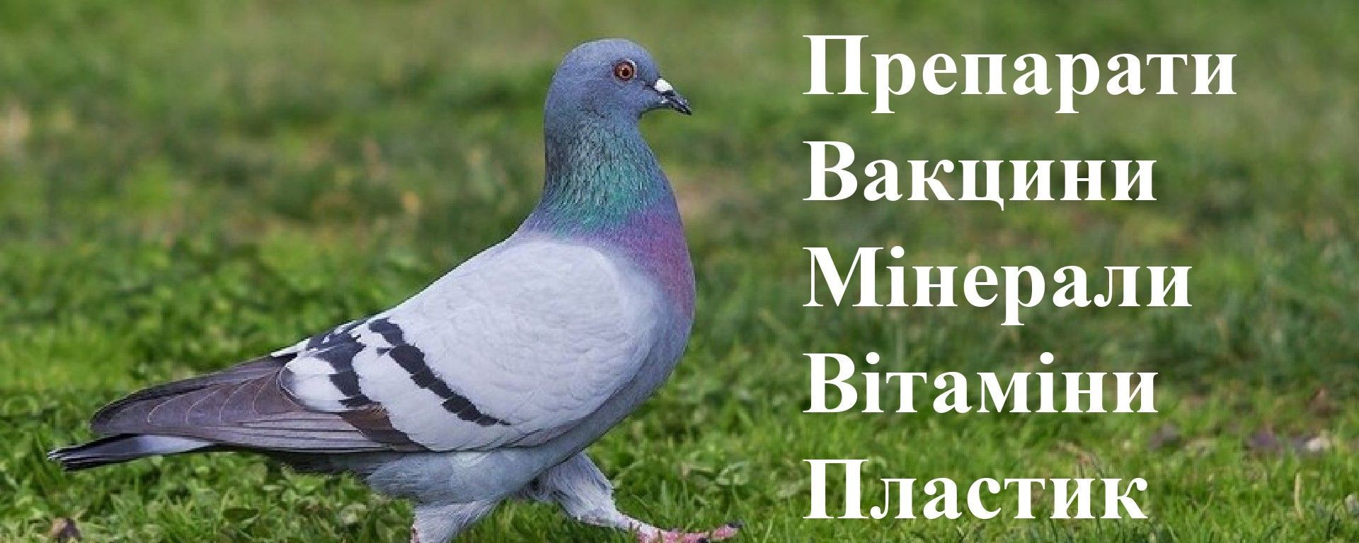Головна сторінка зверху